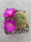 Preview: Sulcorebutia albissima